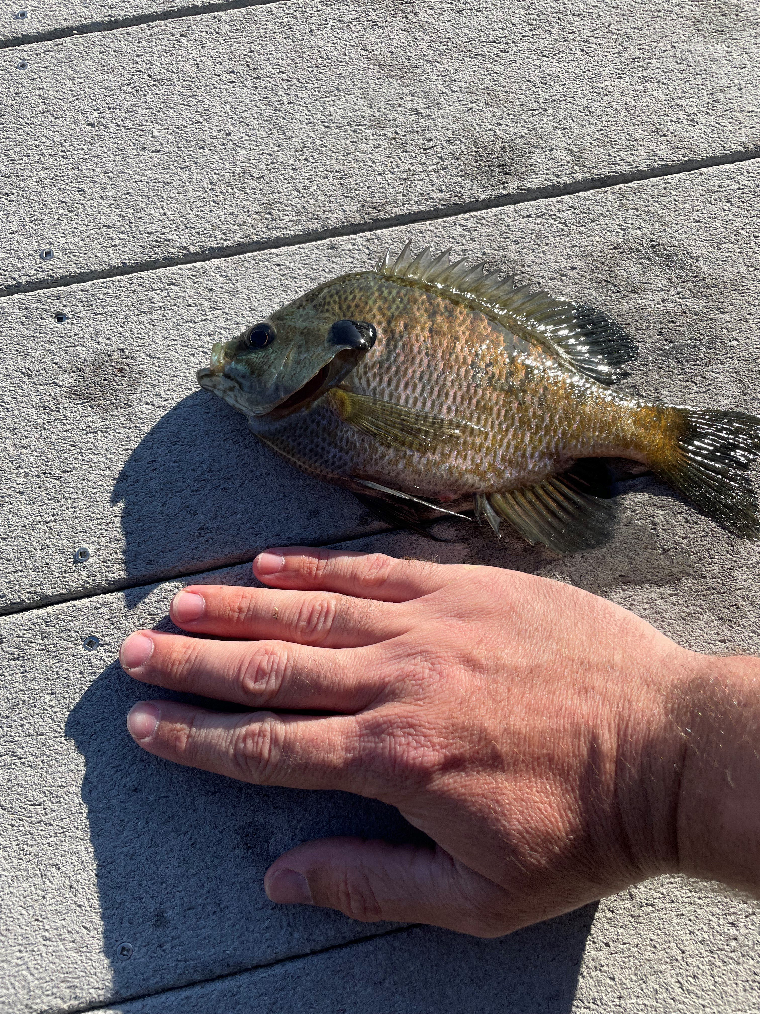 Bluegill #1.jpg