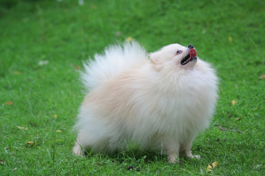 Pomeranian1.jpg